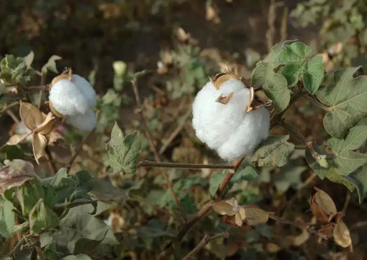 Tout savoir sur le coton bio - Les Mouettes Vertes