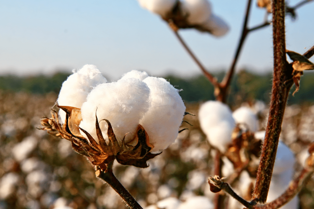 Les Bienfaits du Coton Biologique